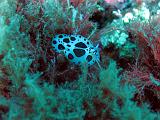 2010-09-12 13-29-03 Ludo